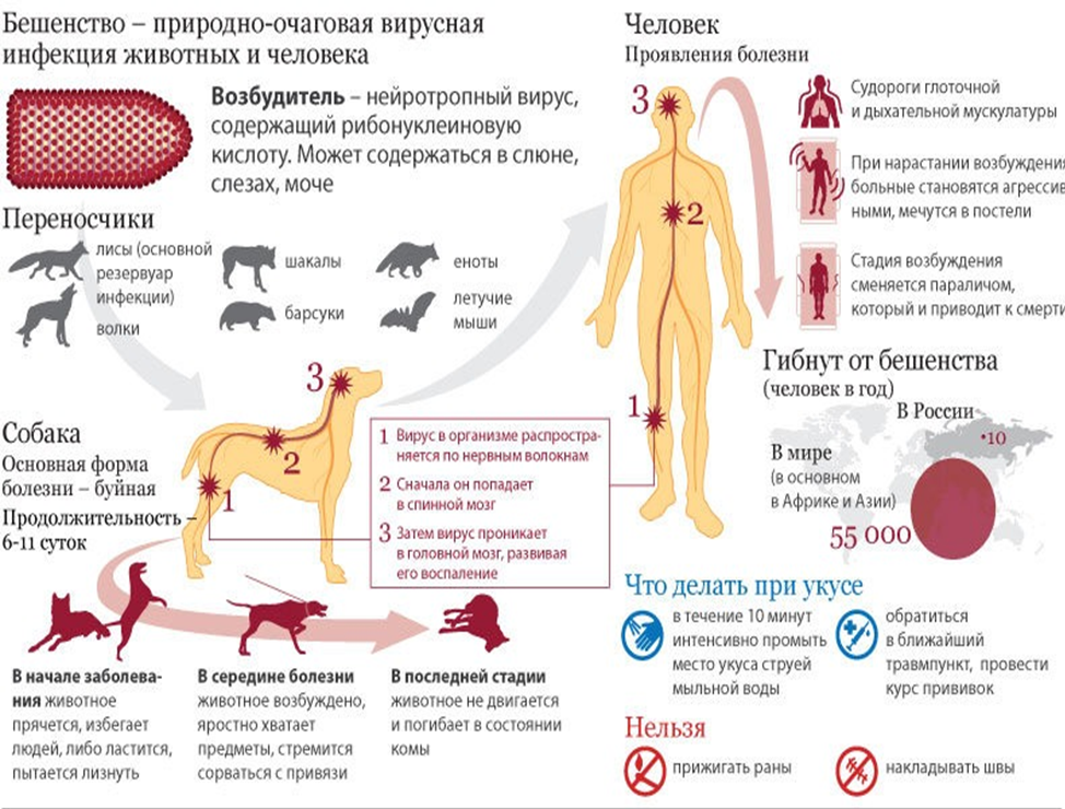 Грипп бешенство. Клиническая картина заболевания вируса бешенства. Вирус бешенства симптомы у животных.